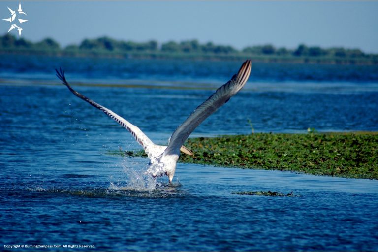 What is a river delta?