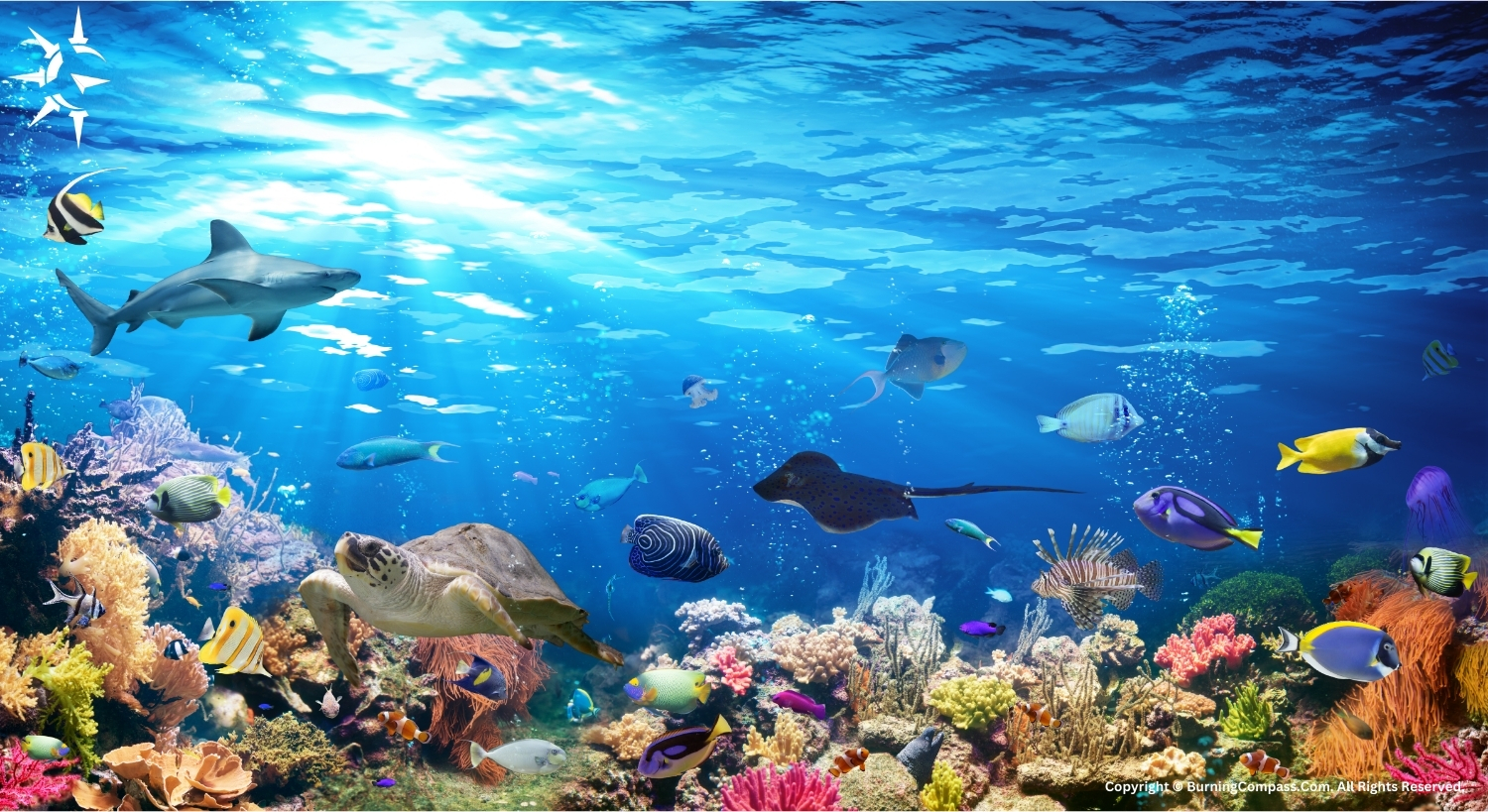 How are coral reefs formed?