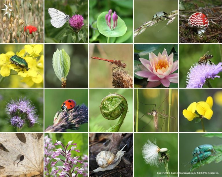 How does geography affect biodiversity?