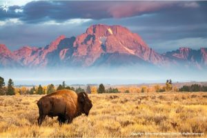 Bison, Wyoming