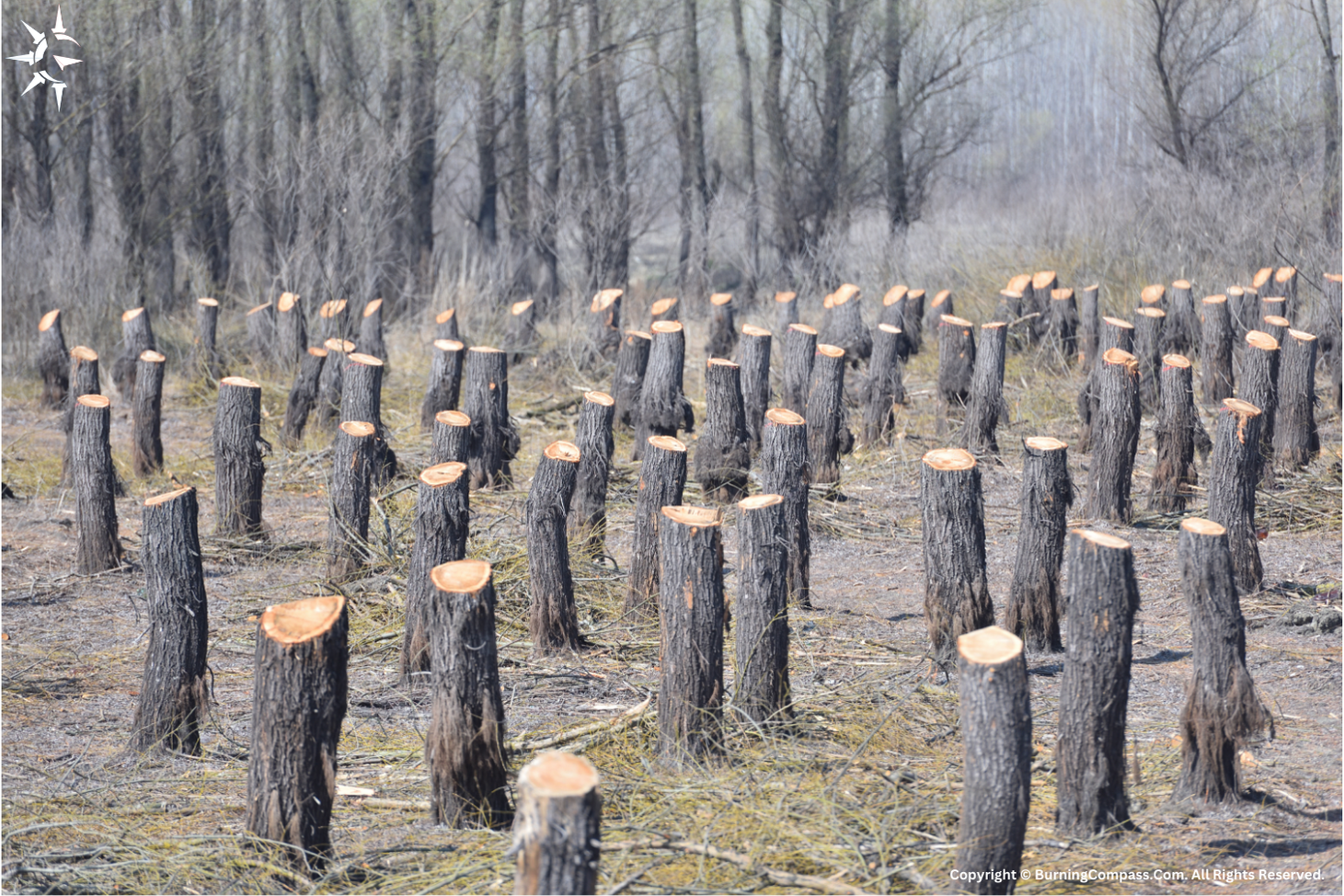 How does deforestation impact geography?